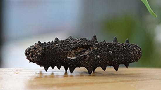 【達(dá)蓮海參課堂】海參的特別處在哪里